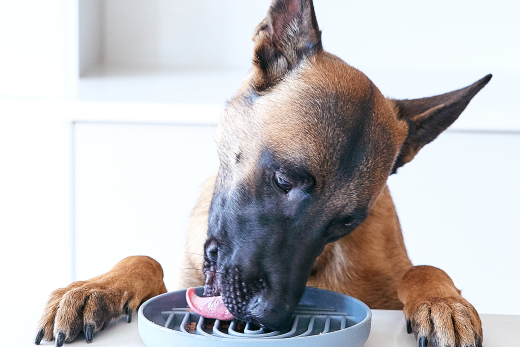 Benefits of Raw Dog Food - And Why It's the Best Choice for Your Dog - Belgian Malinois licking dog bowl clean on top of a kitchen counter