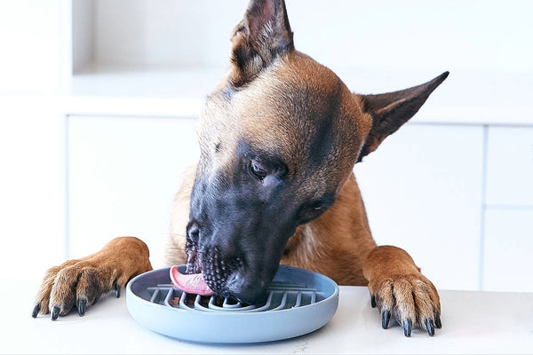 The Benefits of Raw Feeding: Why It's the Best Choice for Your Dog