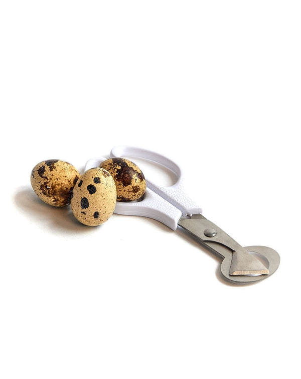 Photo - Quail egg scissors with speckled quail eggs for easy cracking. Montreal, Canada.